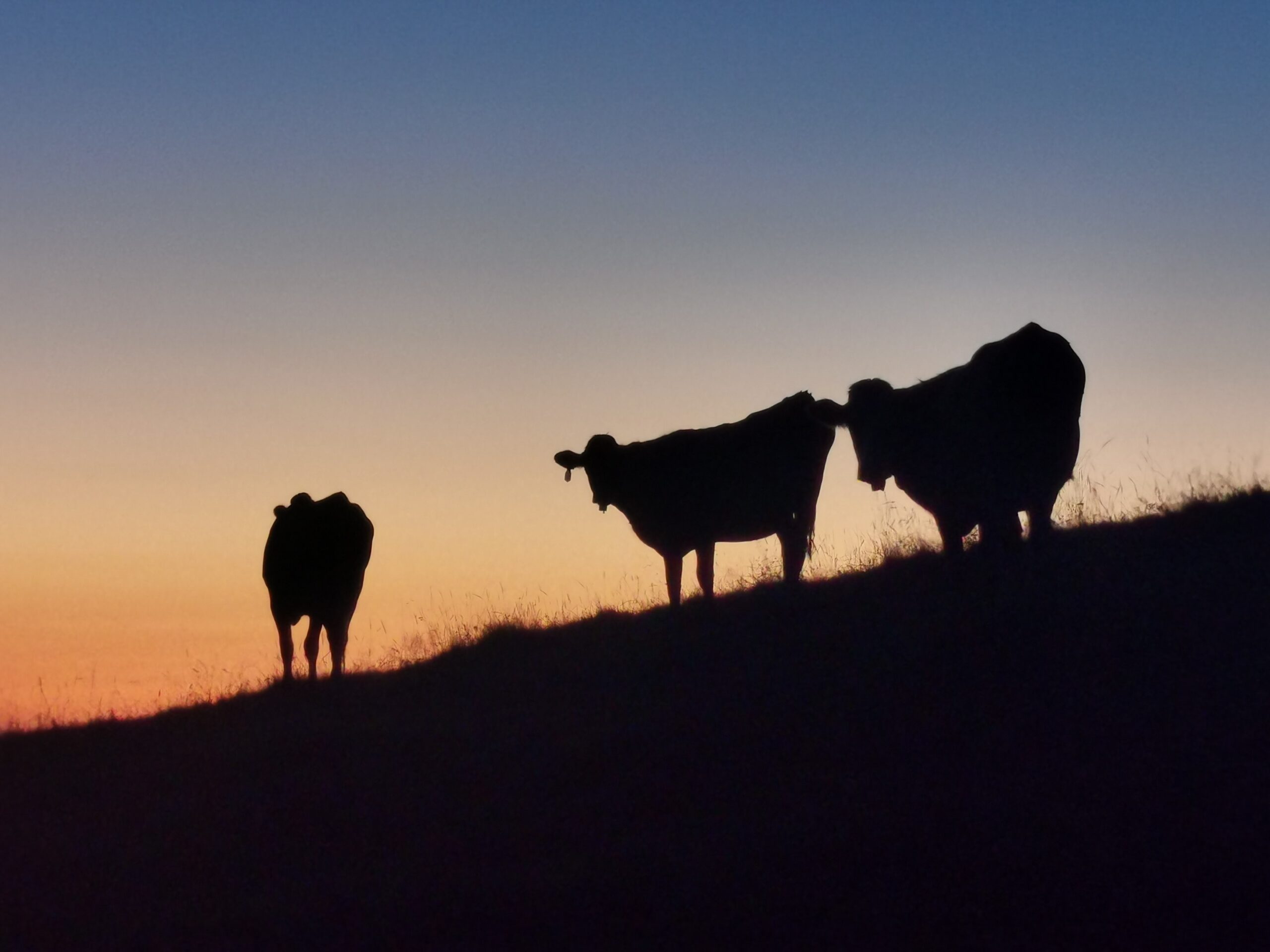 background_cows