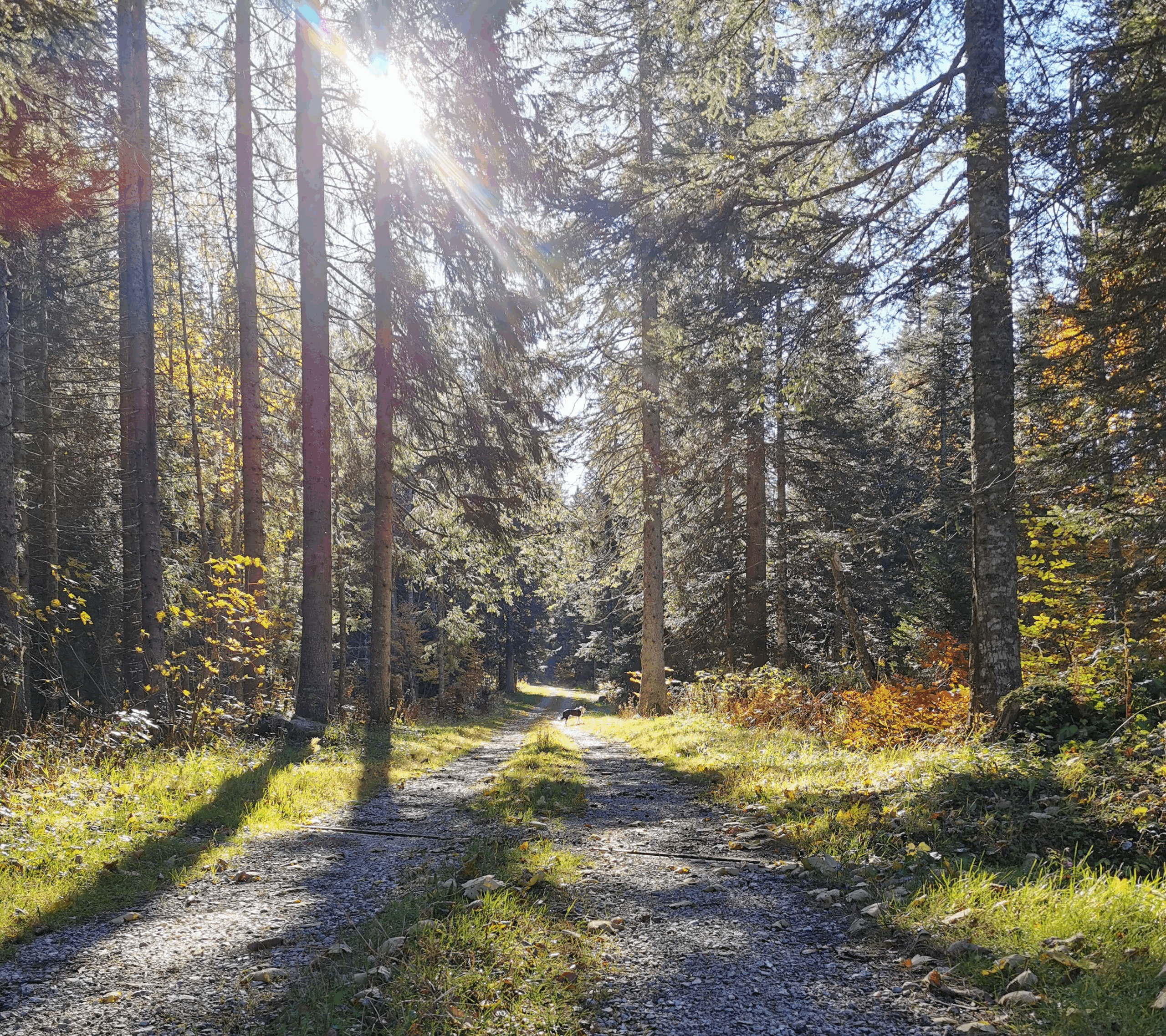 background_foret_02